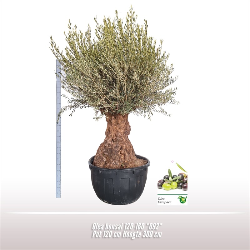 Picture of Olea bonsai 120-160 *092* P120