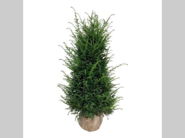 Picture of Pallet Deal 2024 Taxus Baccata RB140/160 S9/39