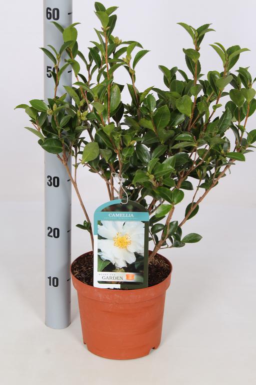 Picture of Camellia sasanqua in varieties P19 (3 Ltr)