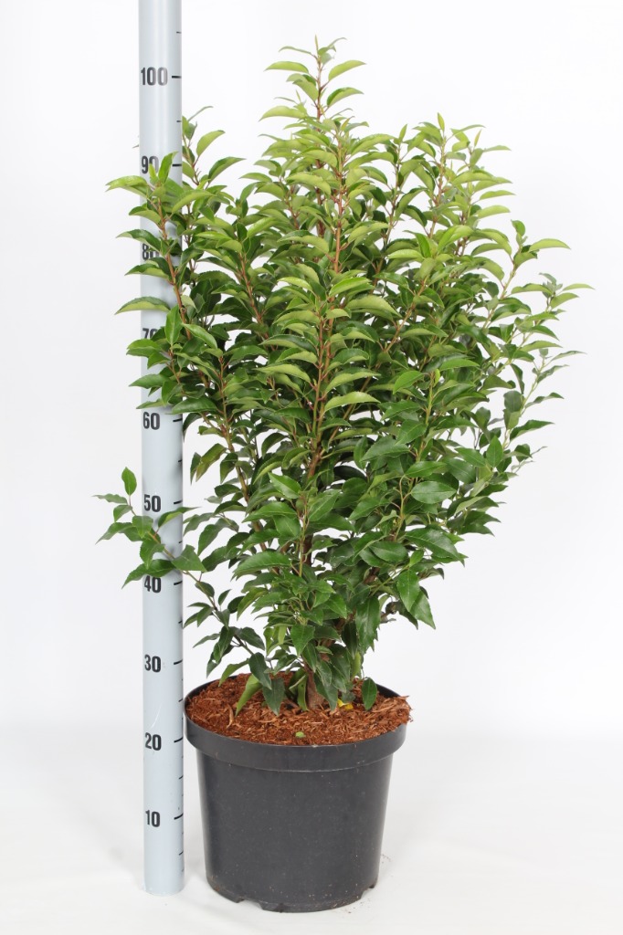 Picture of Prunus lusitanica Angustifolia P29 (10 Ltr) 80/100