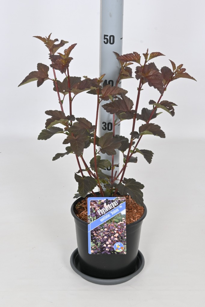 Picture of Physocarpus opulif. Diabolo P17-(2.5-LTR)