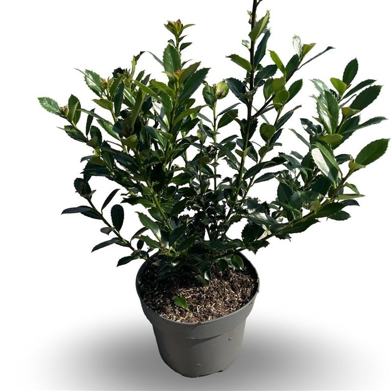 Picture of Ilex meservea Heckenpracht P21 (4 Ltr) 40/60