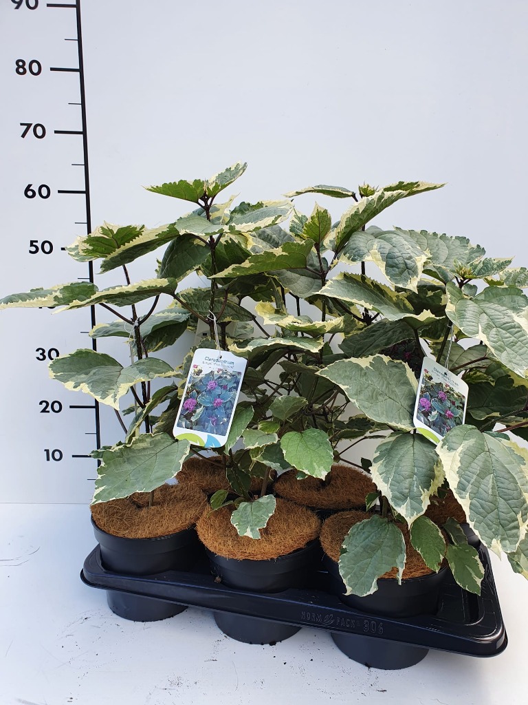 Picture of Clerodendrum bungei Pink Diamond P17 (2 Ltr)