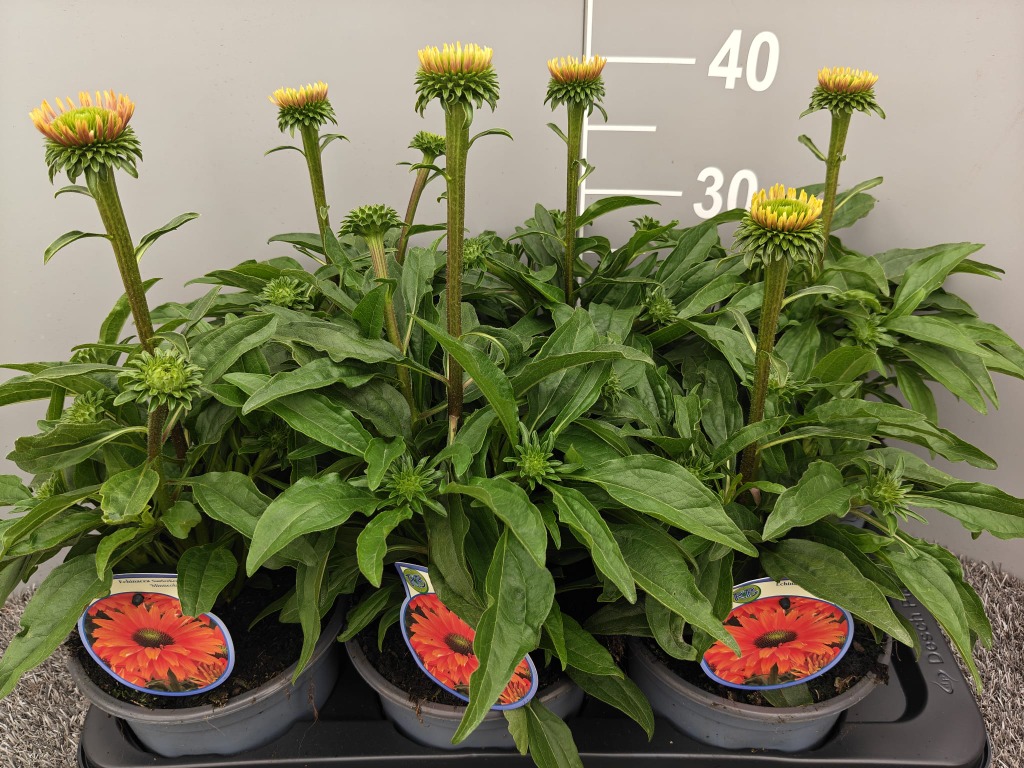 Echinacea purp. Sunseekers Minneola