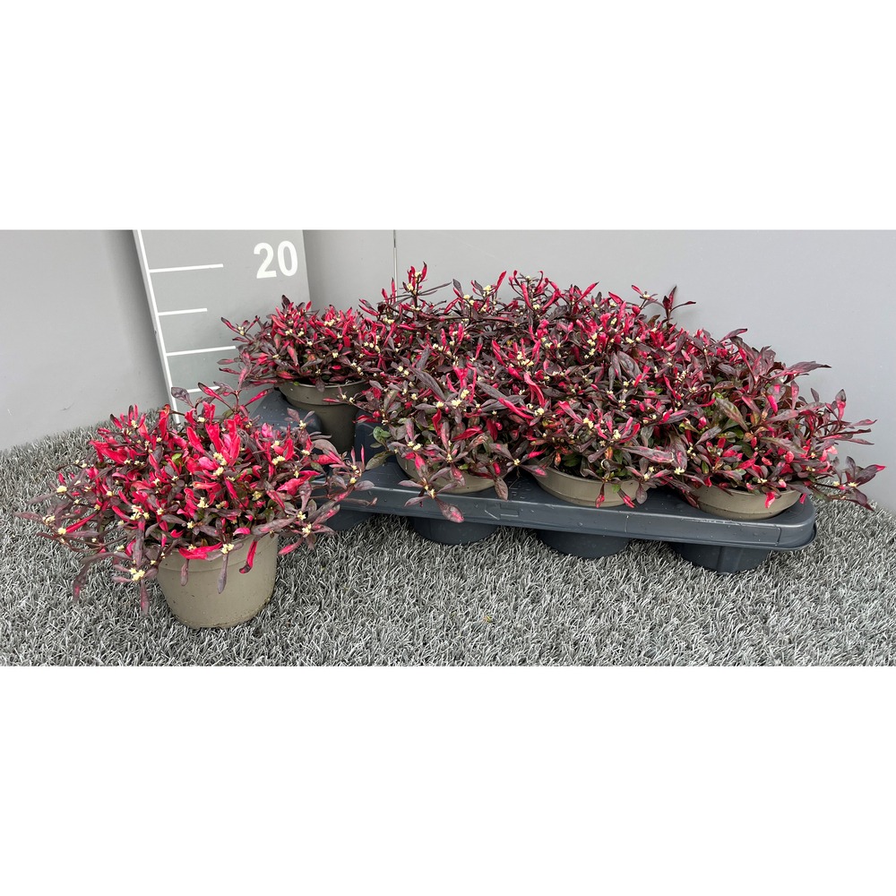 Obrazek Alternanthera dentata P13 30-CM
