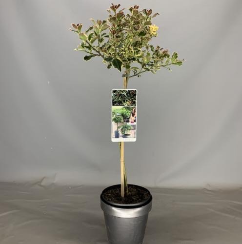 Picture of Ilex aq. Argenteomarginata P19 (3 Ltr) 50/STD