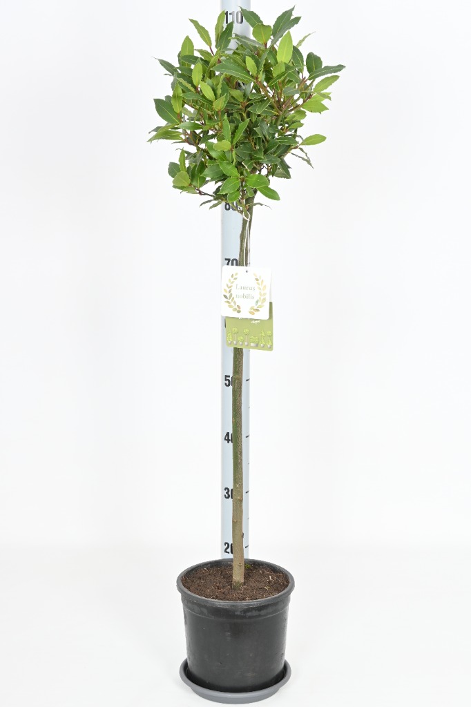 Picture of Laurus nobilis P18 (2.5 Ltr) 60/std 20/25 head