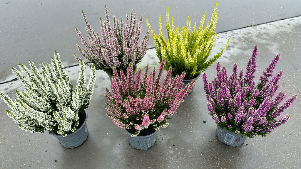 Picture of Calluna Beauty Ladies in varieties P9,5 15-CM