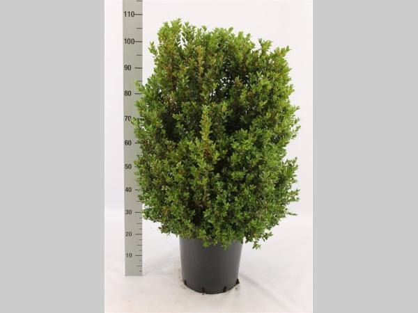 Picture of Buxus Sempervirens ROOTBALL 90/100cm