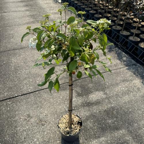 Picture of Viburnum plicatum Watanabe P19 (3 Ltr) 50/STD