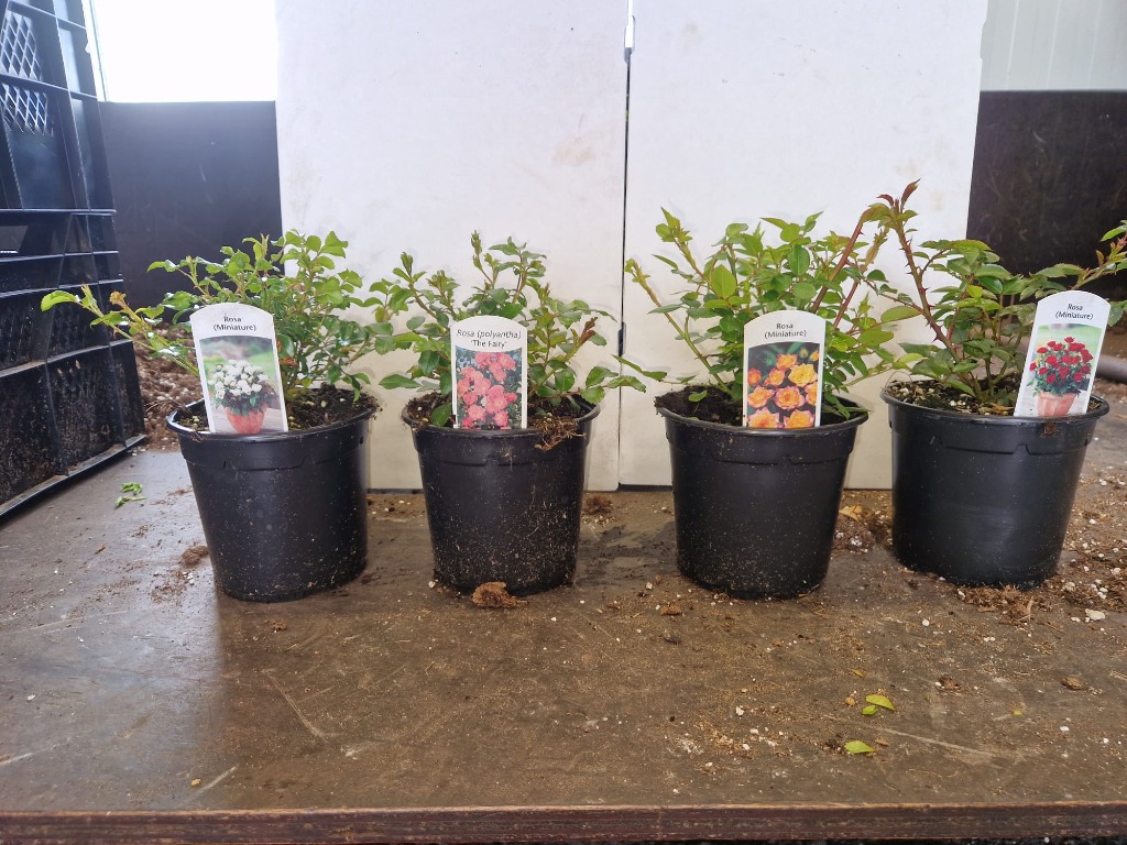 Rosa The Fairy in varieties
