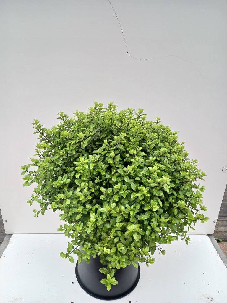 Pittosporum ten. Golf Ball