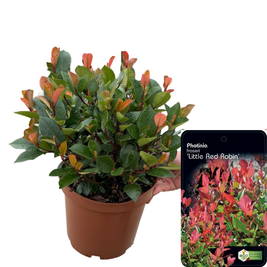 Picture of Photinia fras. Little Red Robin P23 (5 Ltr)