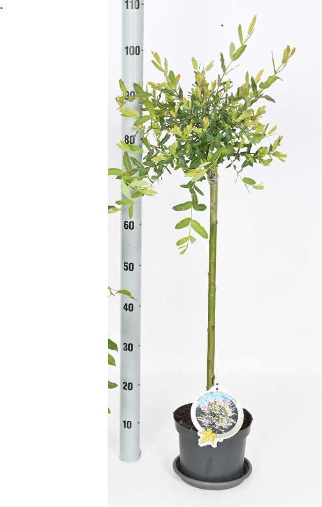 Picture of Salix integra Hakuro-Nishiki P19 (3 Ltr) 60/STD