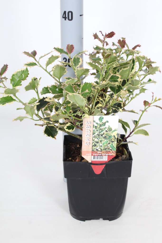 Picture of Ilex aquif. Argenteomarginata P17 (2 Ltr) Square 20/25