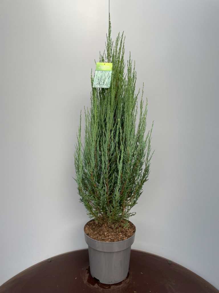 Picture of Juniperus scop. Blue Arrow P32 (15 Ltr) 90-100 cm