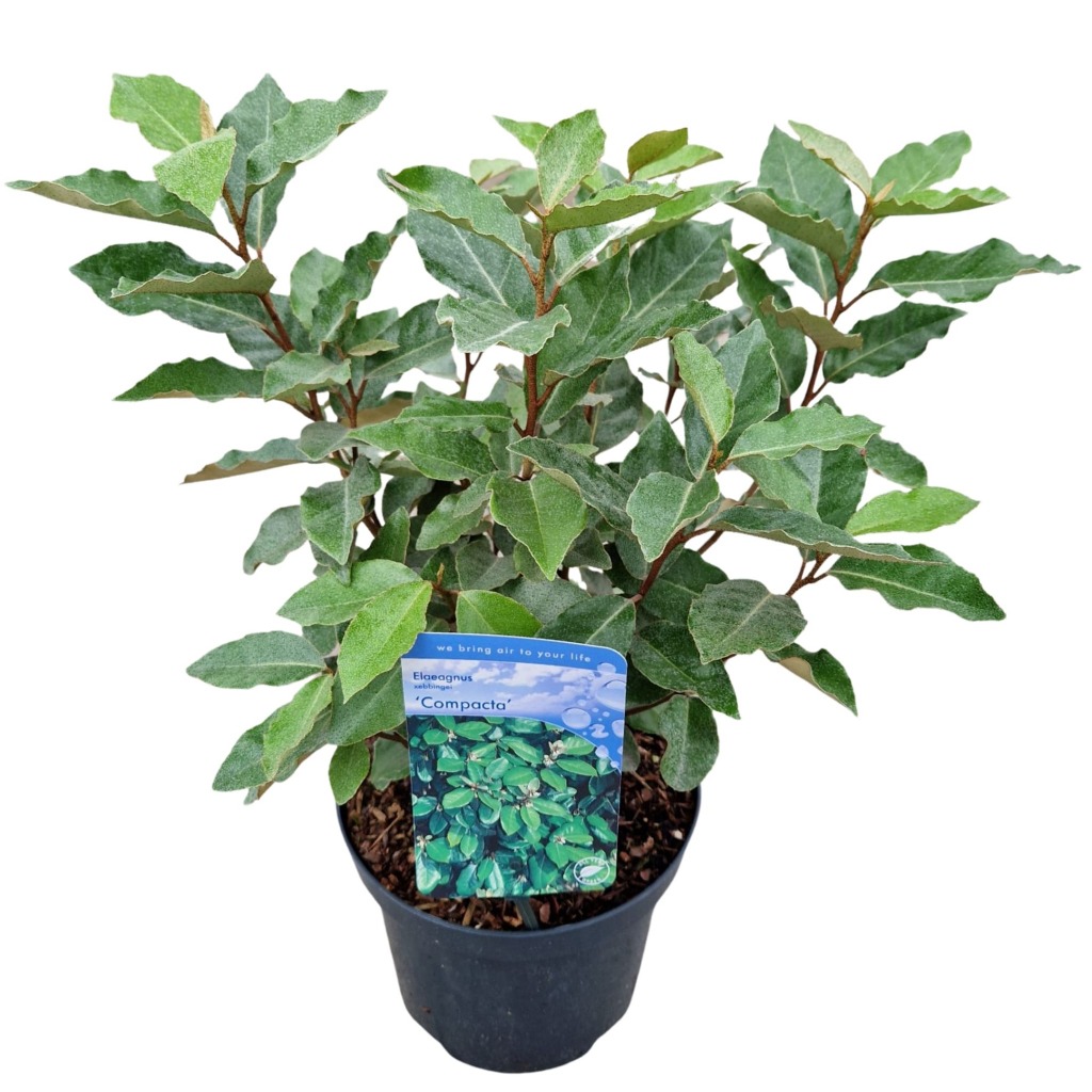Obrázek Elaeagnus ebb. Compact P19 (3 Ltr)