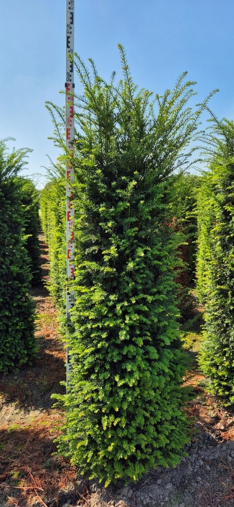 Picture of Taxus baccata EXTRA ROOTBALL 200/225cm