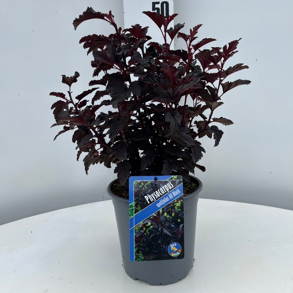 Picture of Physocarpus opulif. All Black P17-(2.5-LTR)