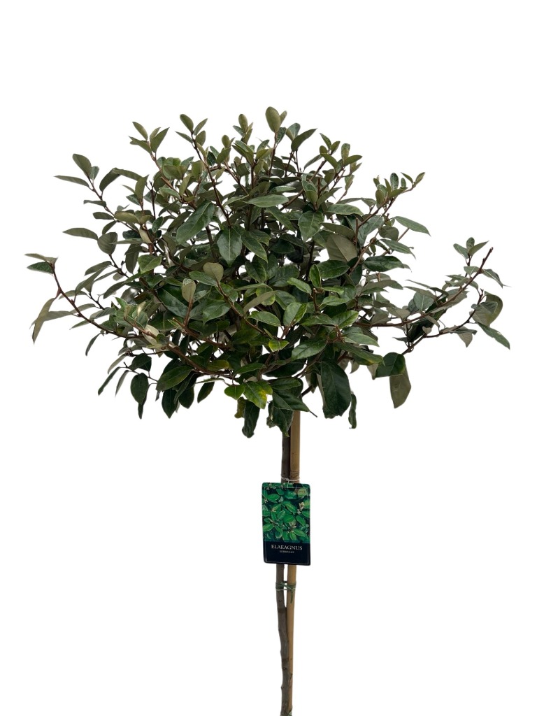 Picture of Elaeagnus ebbingii P31-(12-LTR) 100/STD