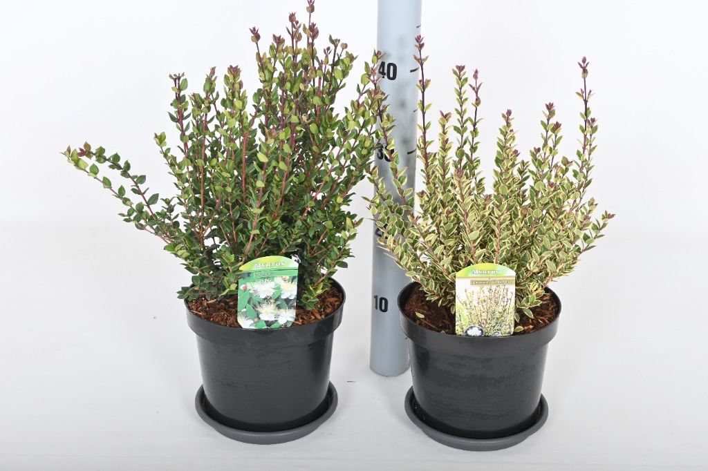 Picture of Myrtus com. in varieties P19 (3 Ltr)