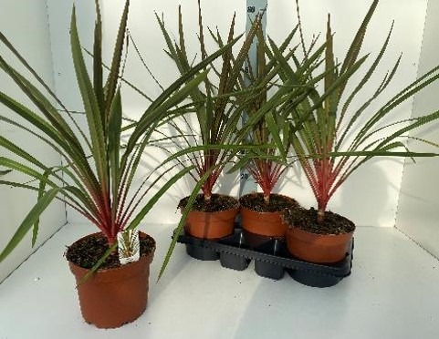 Picture of Cordyline australis Red Heart P21 (4 Ltr)