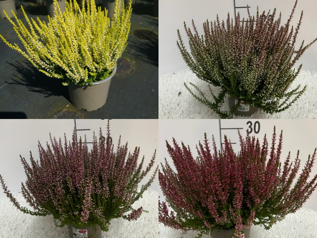 Picture of Calluna Garden Girls in varieties P12 20-CM