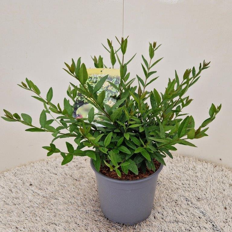 Ligustrum vulg. Lodense