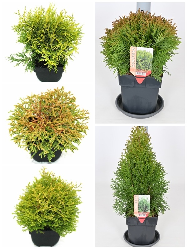 Picture of Thuja in varieties P17 (2 Ltr)