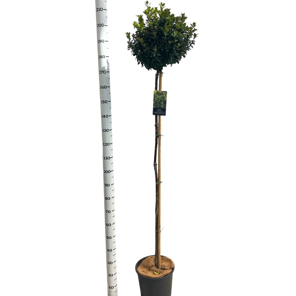 Ilex mes. Little Rascal
