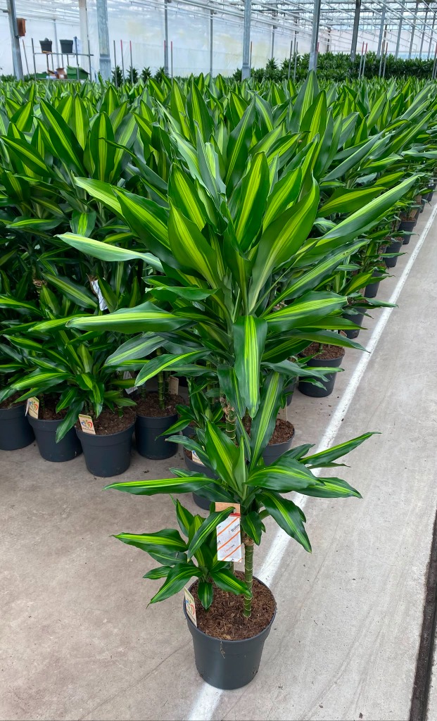 Dracaena Cintho 60-30-15