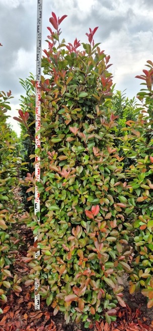Image de Photinia fras. Red Robin EXTRA ROOTBALL 200/225cm