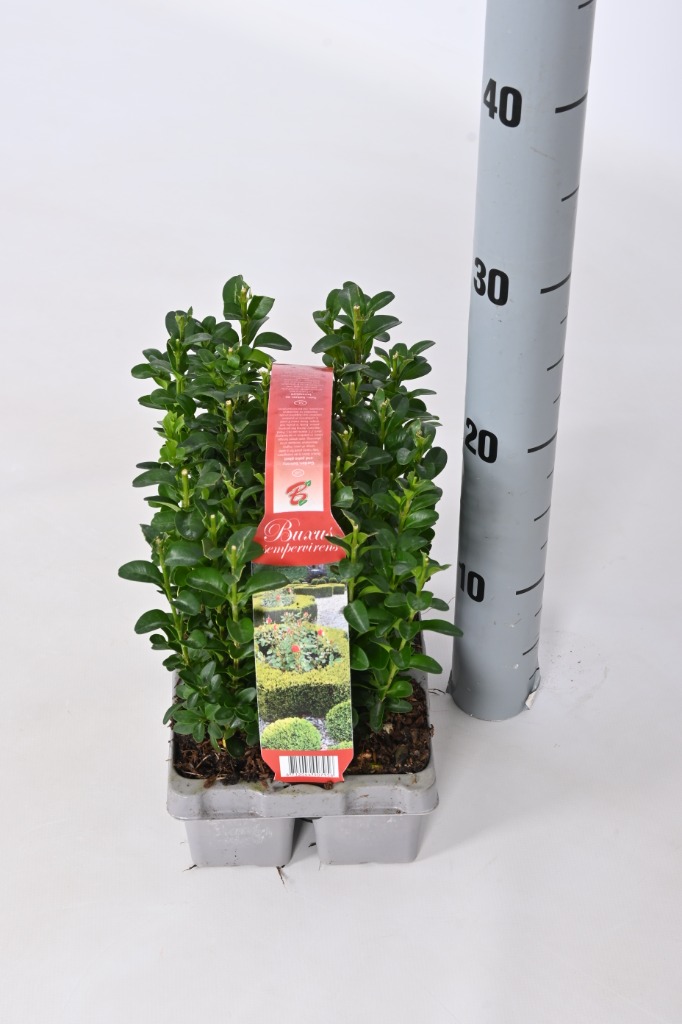 Picture of Buxus sempervirens 6-PACKS 10/15cm