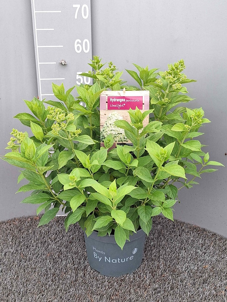 Hydrangea pan. Limelight