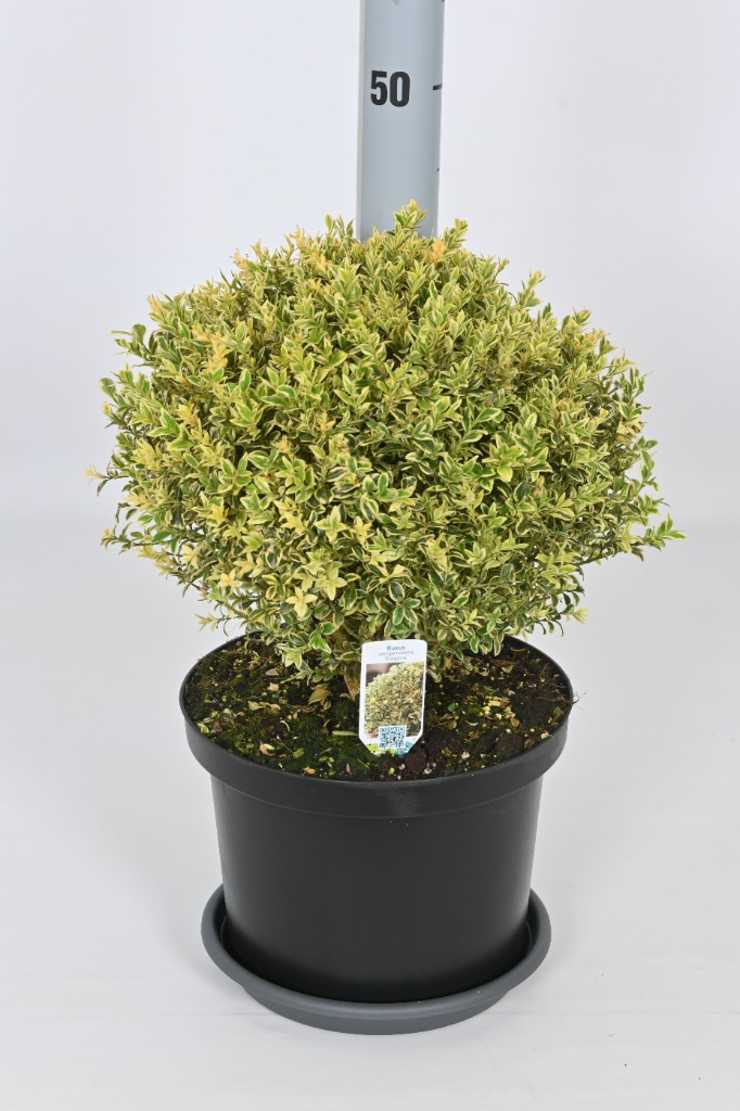 Picture of Buxus sempervirens Elegans P23 (5 Ltr) BALL-25CM