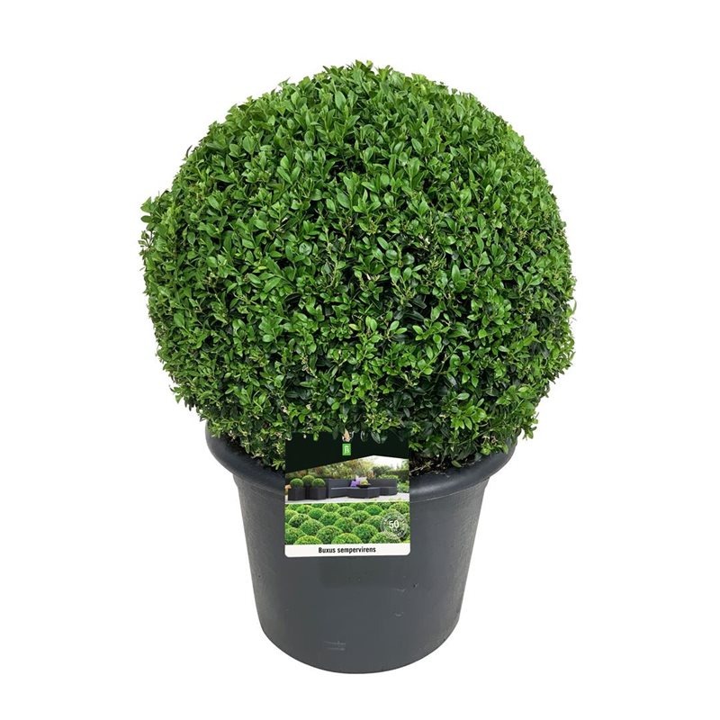 Picture of Buxus sempervirens P33 BALL-45/50