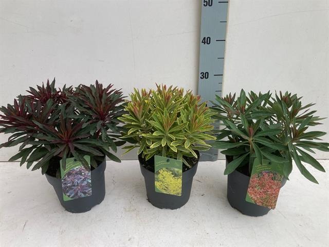 Image de Euphorbia in varieties P17 (2 Ltr)