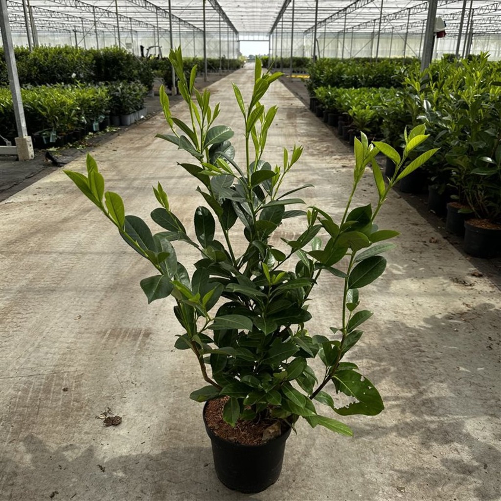 Picture of Prunus l. Rotundifolia P23 (5 Ltr) 50/60