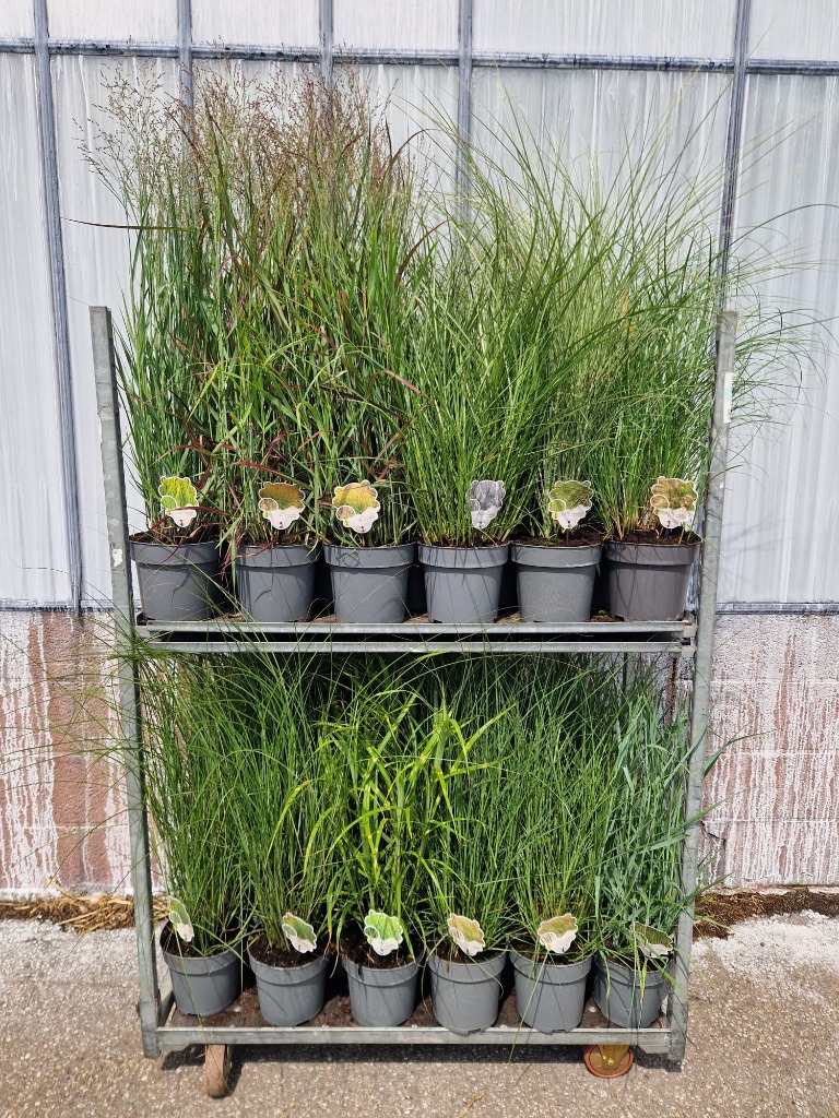 Bild von Trolley Deal 2025 Grasses in 9 varieties P23 (5 Ltr)