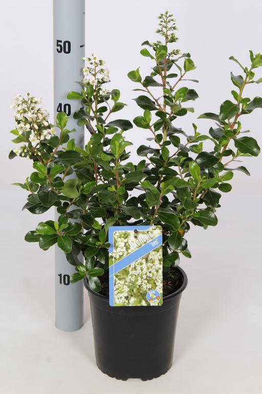 Picture of Escallonia Iveyi P17-(2.5-LTR)