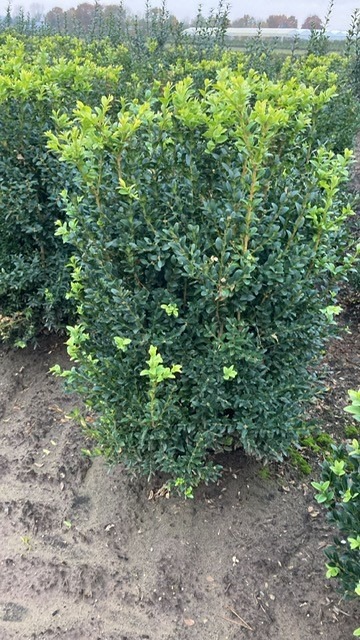 Picture of Buxus Sempervirens ROOTBALL 75/80cm