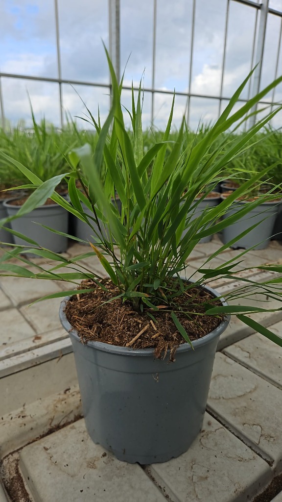 Hakonechloa macra