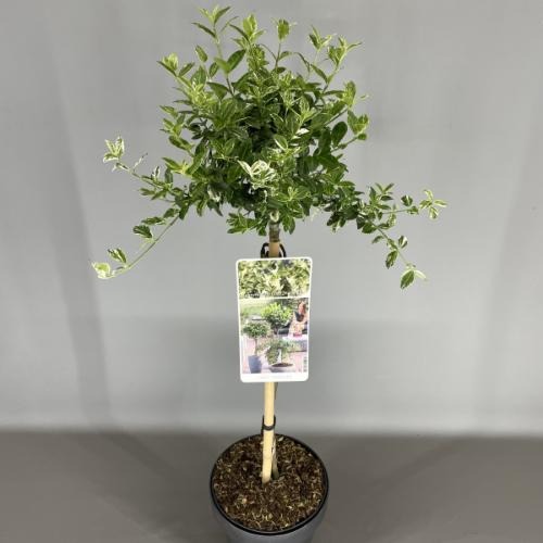 Picture of Euonymus fort. Harlequin P19 (3 Ltr) 50/STD