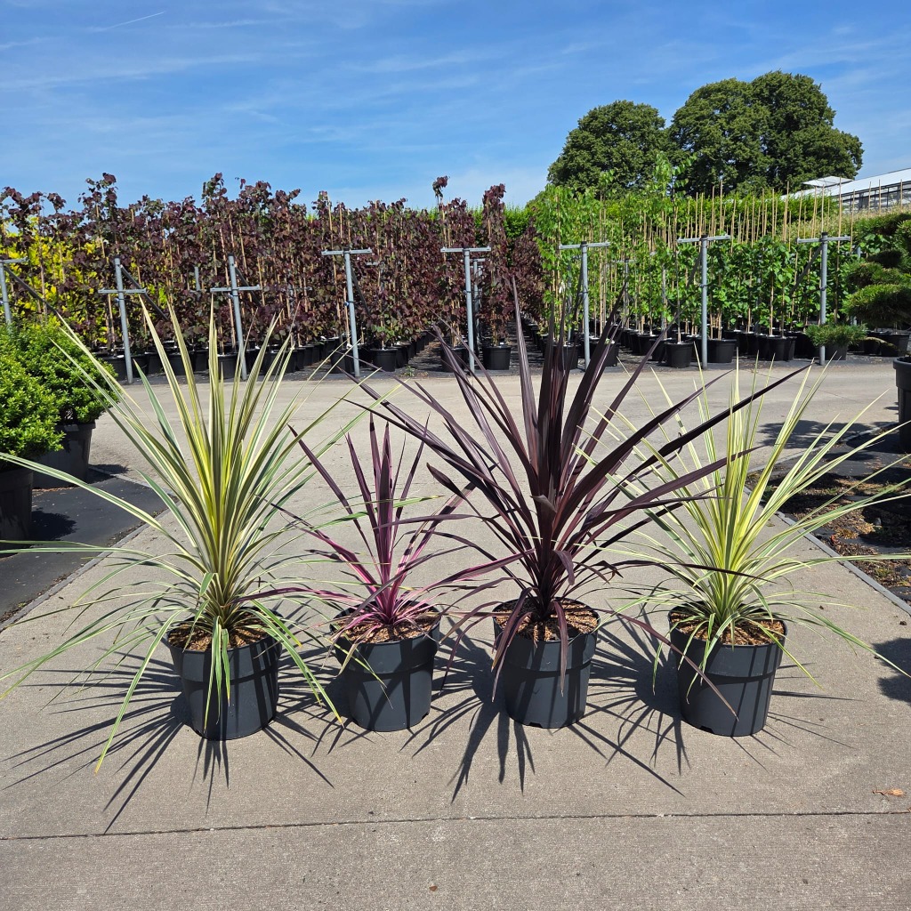 Cordyline in varieties