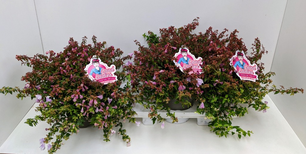 Picture of Abelia x grandiflora Lynn Pinky Bells P19 (3 Ltr) 40-CM