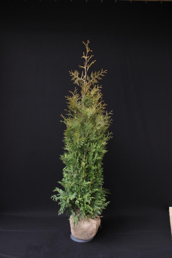 Picture of Thuja occ. Brabant ROOTBALL 175/200CM