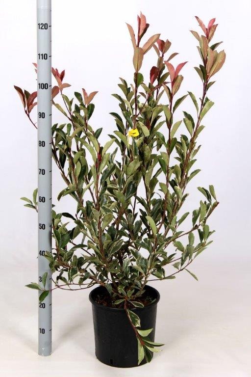 Picture of Photinia fraseri Pink Marble C10 80/100