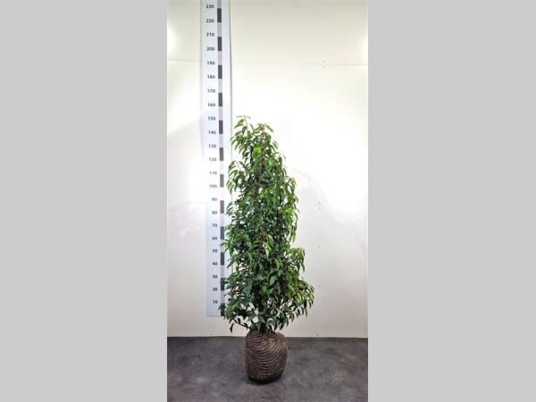 Picture of Prunus lus. Angustifolia ROOTBALL 120/140CM