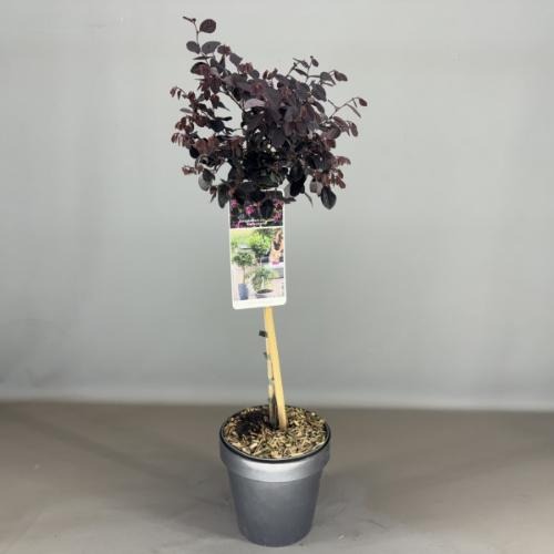 Picture of Loropetalum chin. Black Pearl P19 (3 Ltr) 50/STD