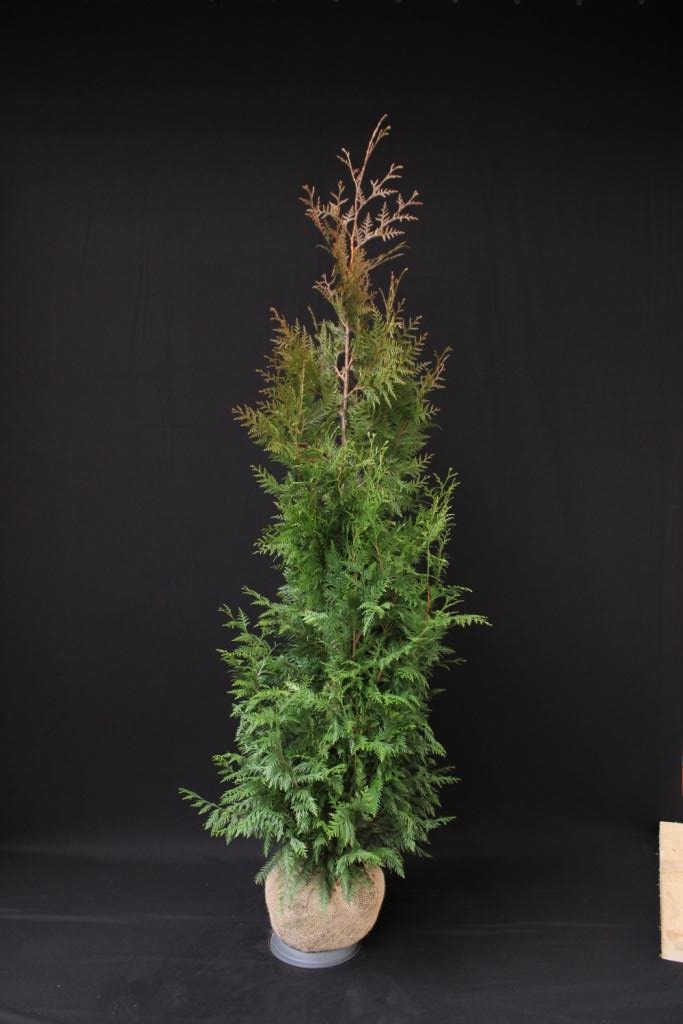 Picture of Thuja plicata Excelsa ROOTBALL 200/225cm